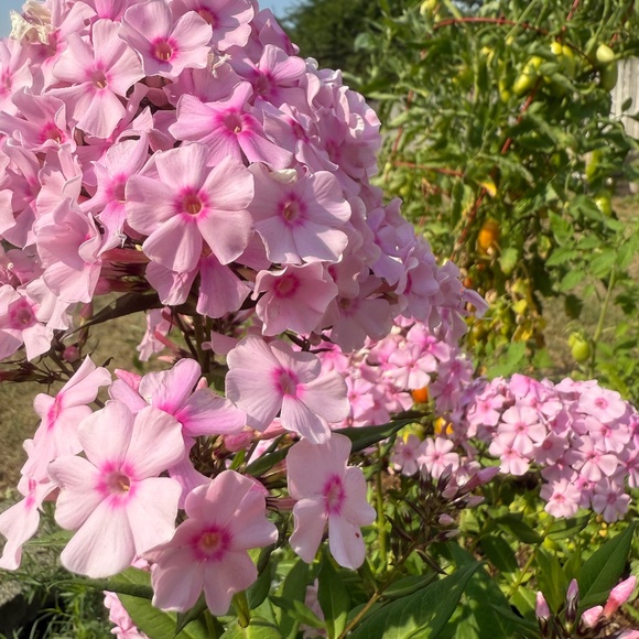 Meet your Posher, Mia - Picture 1 of 1